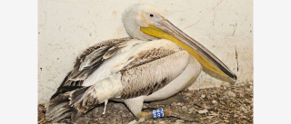 Illustration for article titled How the hell did this pelican survive after getting shot 110 times?
